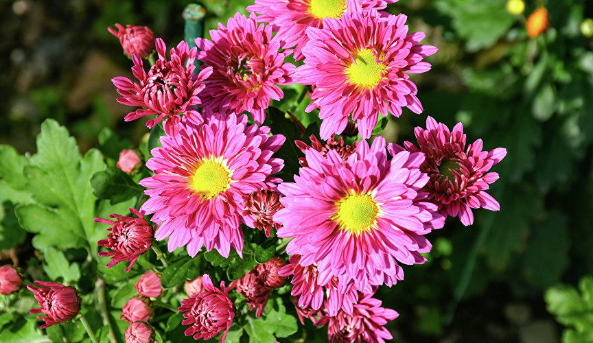 Бал хризантем в Никитском ботаническом саду Бал хризантем в Никитском ботаническом саду