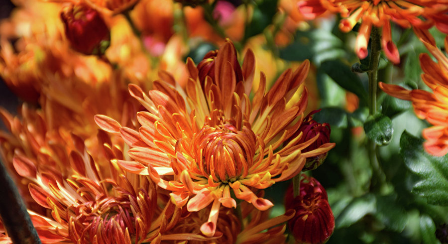 Бал хризантем в Никитском ботаническом саду