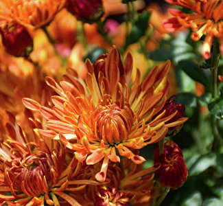 Красота и ароматы осени: фото бала хризантем в Крыму