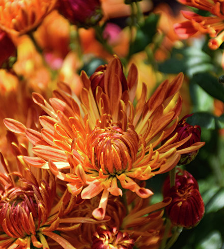 Бал хризантем в Никитском ботаническом саду