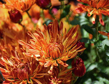 Бал хризантем в Никитском ботаническом саду