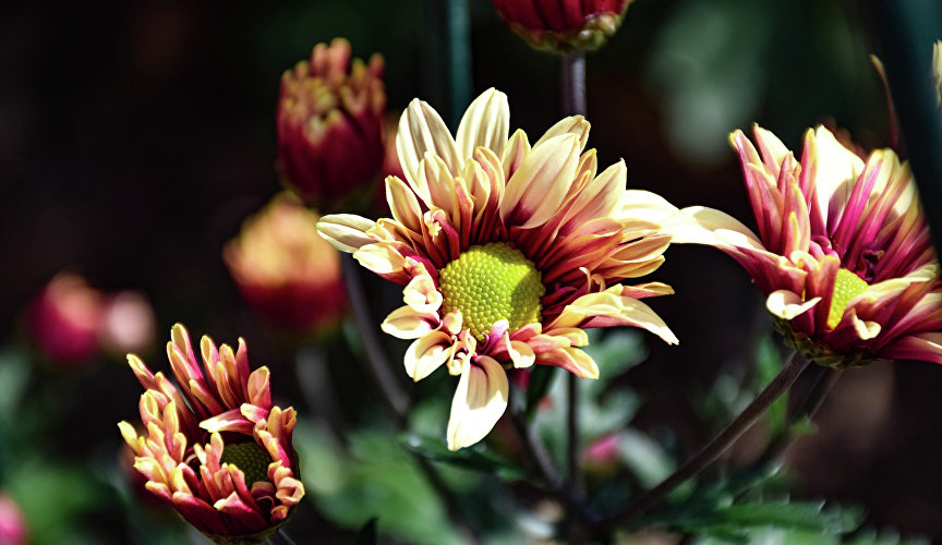 Бал хризантем в Никитском ботаническом саду Бал хризантем в Никитском ботаническом саду