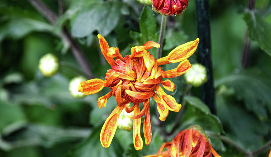 Бал хризантем в Никитском ботаническом саду Бал хризантем в Никитском ботаническом саду