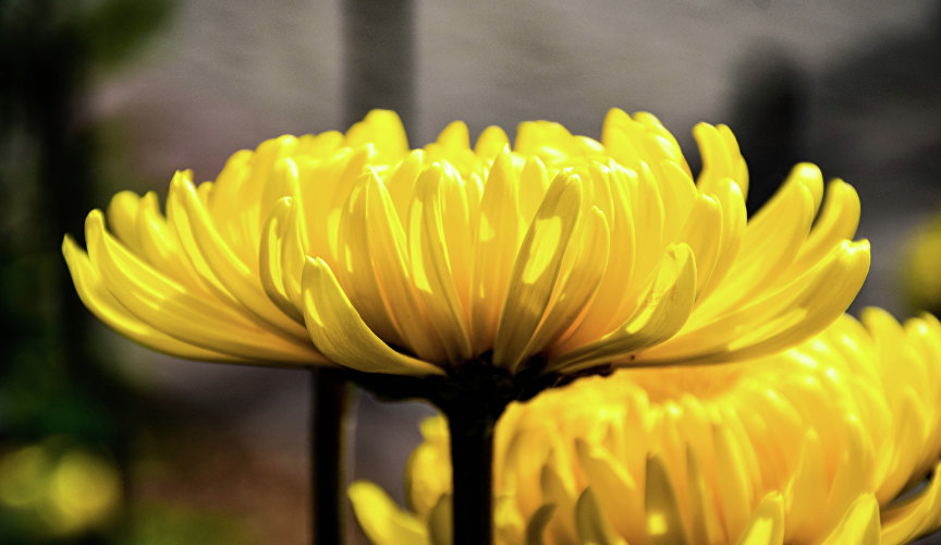 Бал хризантем в Никитском ботаническом саду Бал хризантем в Никитском ботаническом саду