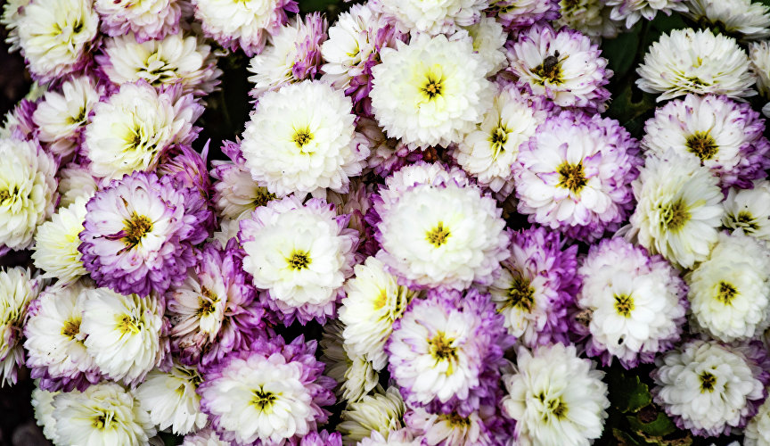 Бал хризантем в Никитском ботаническом саду Бал хризантем в Никитском ботаническом саду