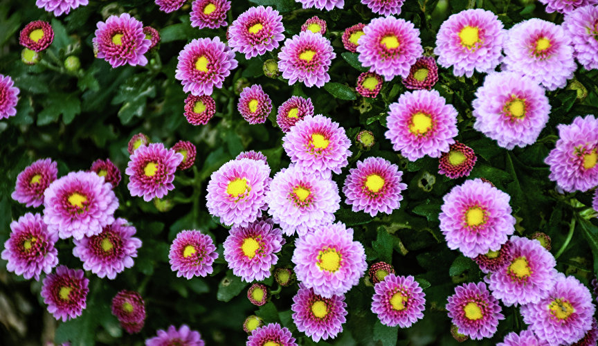 Бал хризантем в Никитском ботаническом саду Бал хризантем в Никитском ботаническом саду