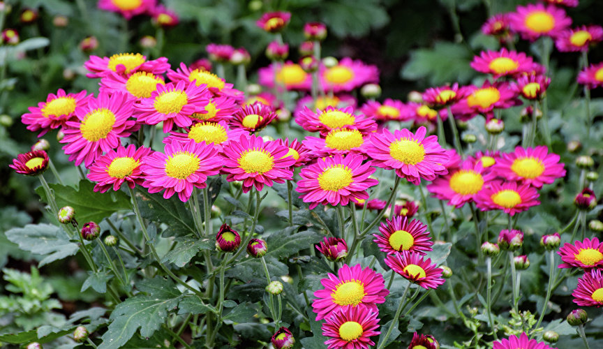 Бал хризантем в Никитском ботаническом саду Бал хризантем в Никитском ботаническом саду