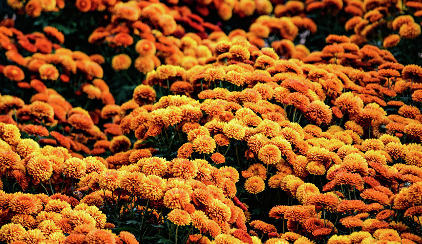 Бал хризантем в Никитском ботаническом саду Бал хризантем в Никитском ботаническом саду