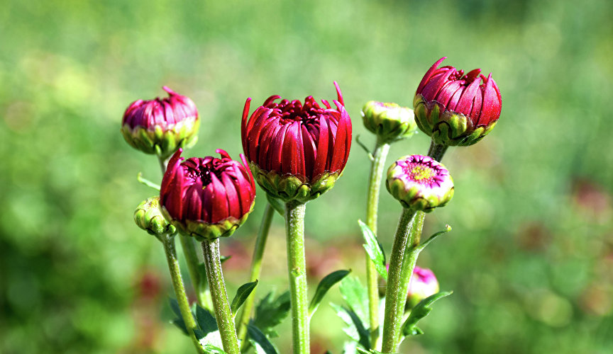 Бал хризантем в Никитском ботаническом саду Бал хризантем в Никитском ботаническом саду