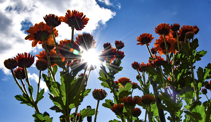Бал хризантем в Никитском ботаническом саду Бал хризантем в Никитском ботаническом саду