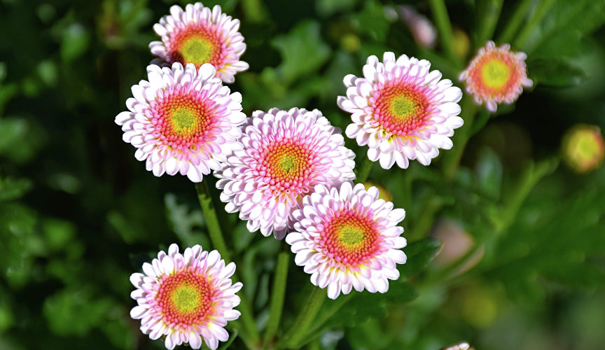 Бал хризантем в Никитском ботаническом саду Бал хризантем в Никитском ботаническом саду