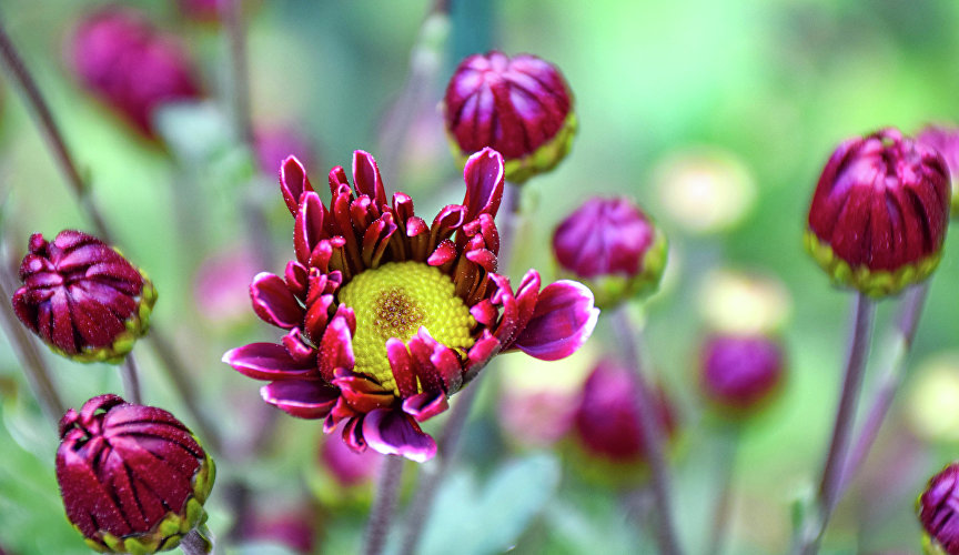 Бал хризантем в Никитском ботаническом саду Бал хризантем в Никитском ботаническом саду