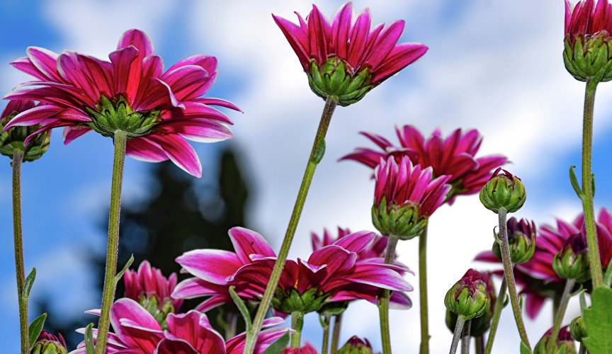 Бал хризантем в Никитском ботаническом саду Бал хризантем в Никитском ботаническом саду