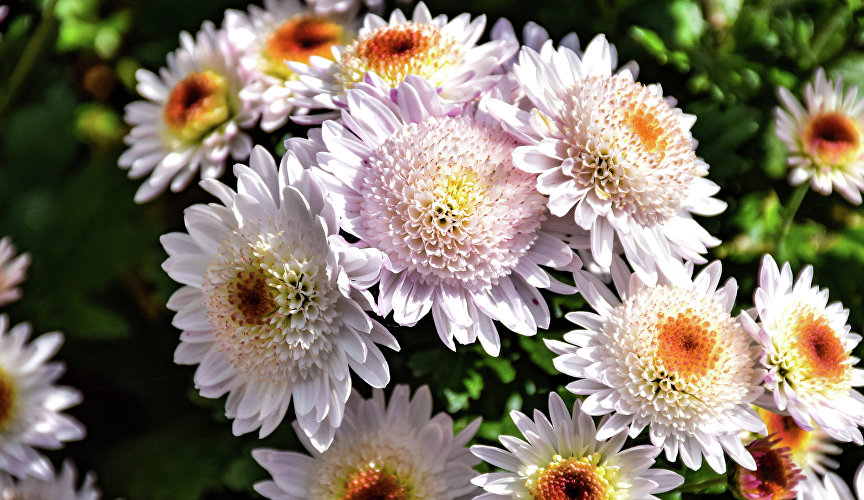 Бал хризантем в Никитском ботаническом саду Бал хризантем в Никитском ботаническом саду