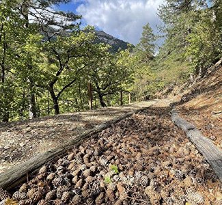 1,3 км здоровья: в Нацпарке «Крымский» можно погулять по тропе из шишек, сена и морской гальки