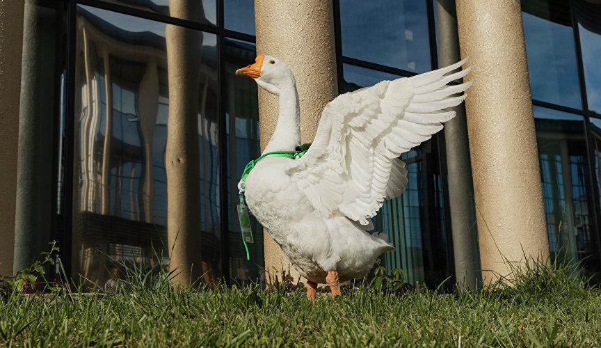 Зелёный фестиваль