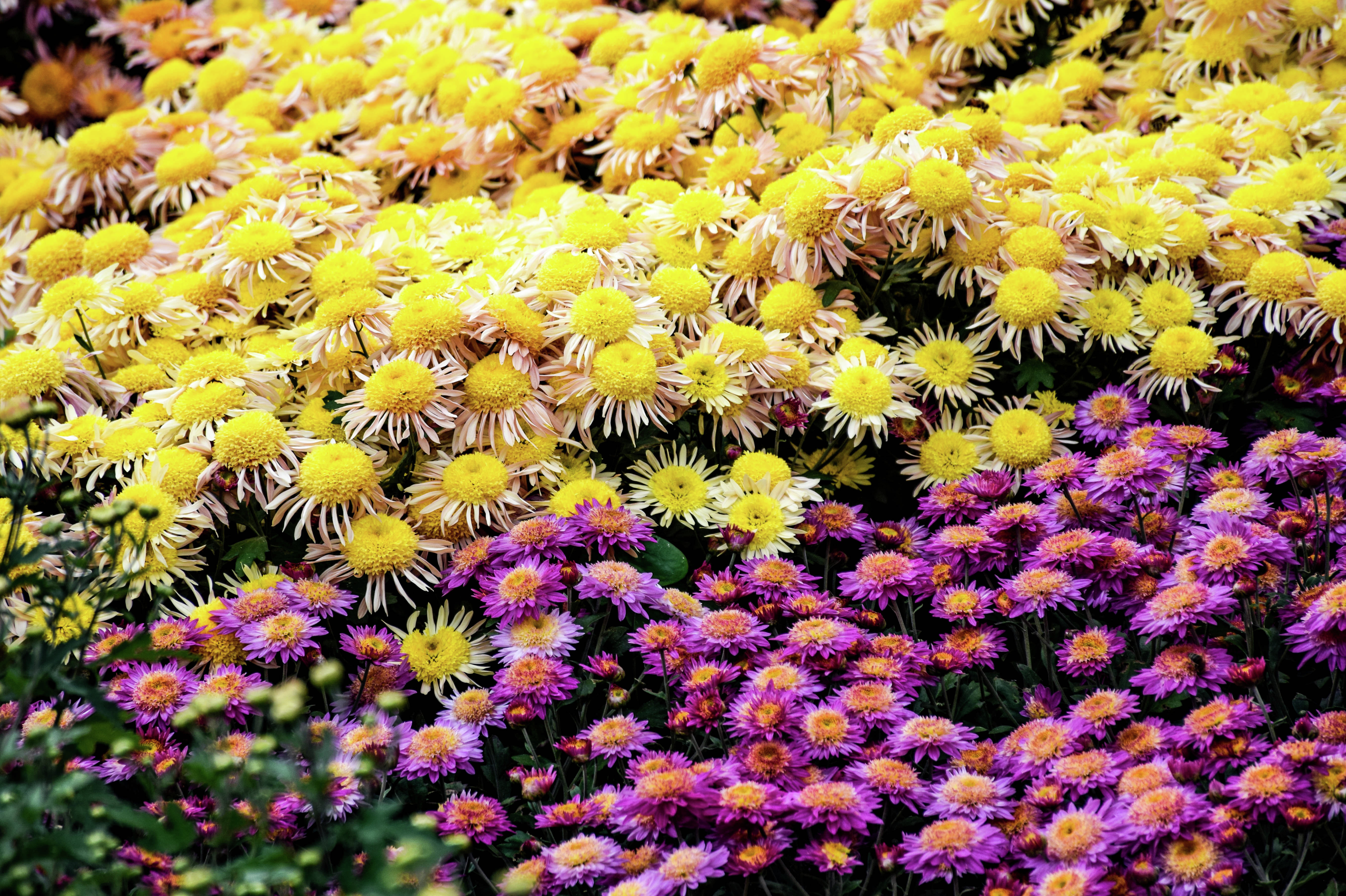 Бал хризантем в Никитском ботаническом саду Бал хризантем в Никитском ботаническом саду
