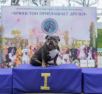 Афиша Крыма в выходные: Хрюнстон, «Бубенцы», Moon Fest, гангстерский квартирник и чебуреки тёти Гули