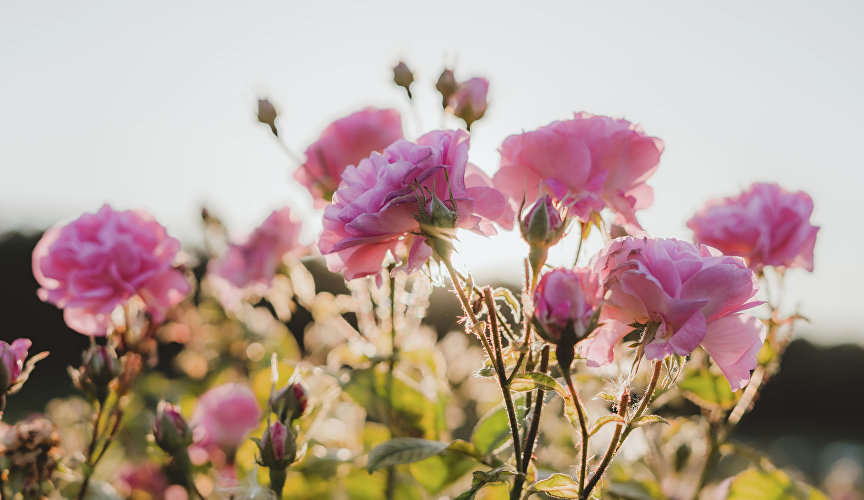 Роза, которая входит в основу косметики