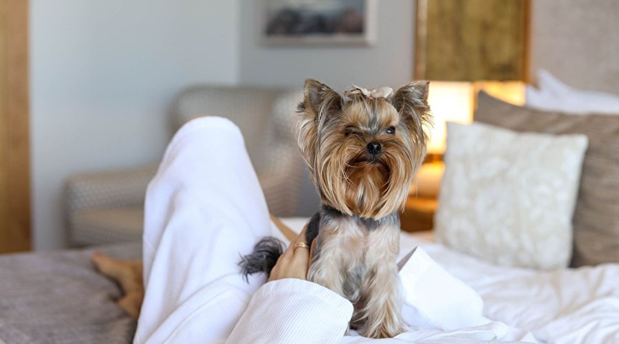 Гостья отеля LUCIANO Wellness & SPA Foros 5* с питомцем Гостья отеля LUCIANO Wellness & SPA Foros 5* с питомцем