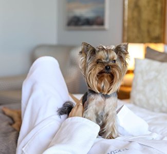 Два отеля Крыма получили сертификат «Путешествие с питомцами»