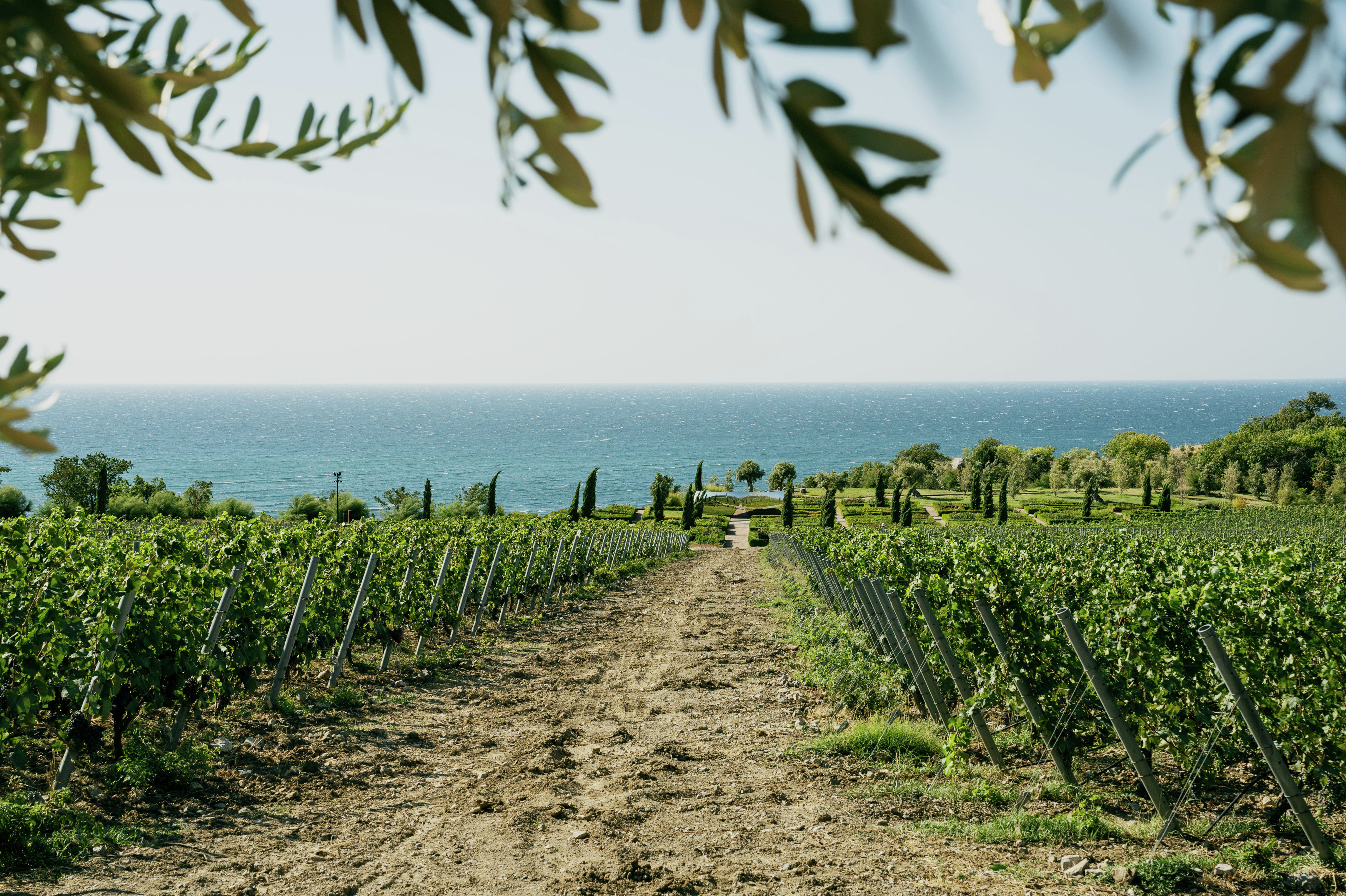 Виноградники в WINEPARK Виноградники в WINEPARK