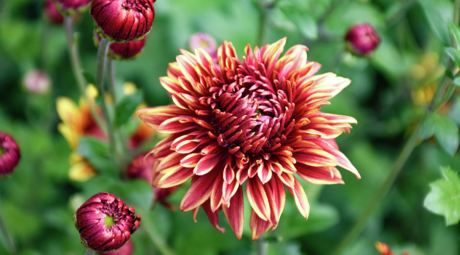 Сорт хризантем «Меркурий» Сорт хризантем «Меркурий»