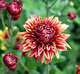 Никитский ботанический сад объявил королеву и принцессу бала хризантем