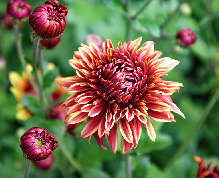 Сорт хризантемы «Меркурий»