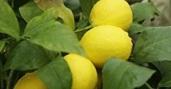 Лимоны
