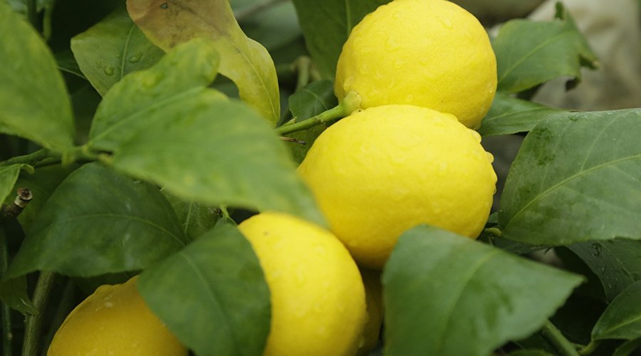 Лимоны