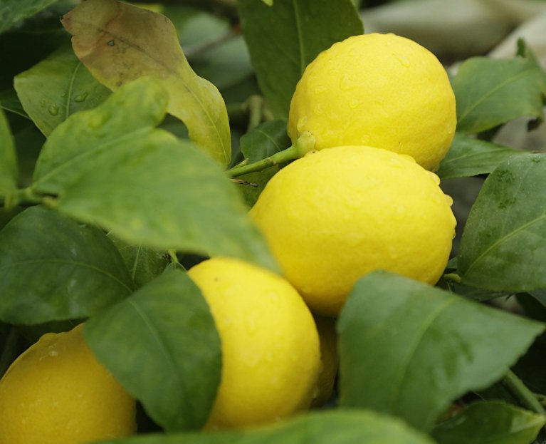 Лимоны