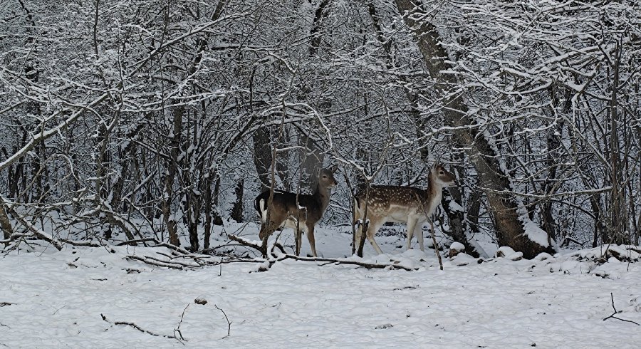 С экскурсией к обитателям дикой природы: в Крыму работает Парк оленей