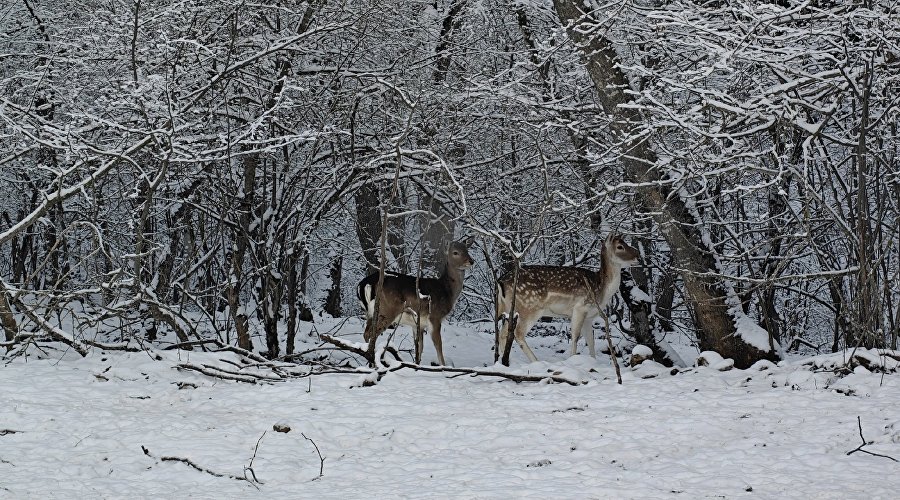 Лани в Парке оленей