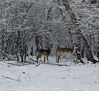 С экскурсией к обитателям дикой природы: в Крыму работает Парк оленей