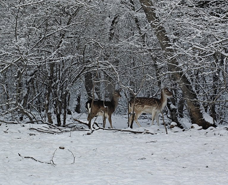 Лани в Парке оленей