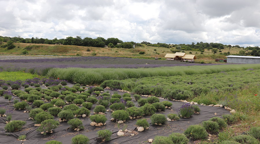 Ферма «Лавандовый замок» в Бахчисарайском районе