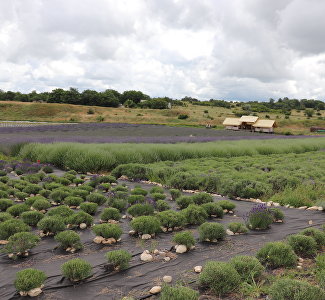 Агротуризм в Крыму и его развитие обсудят в Симферополе на форуме «АгроПромСтрой-2026»
