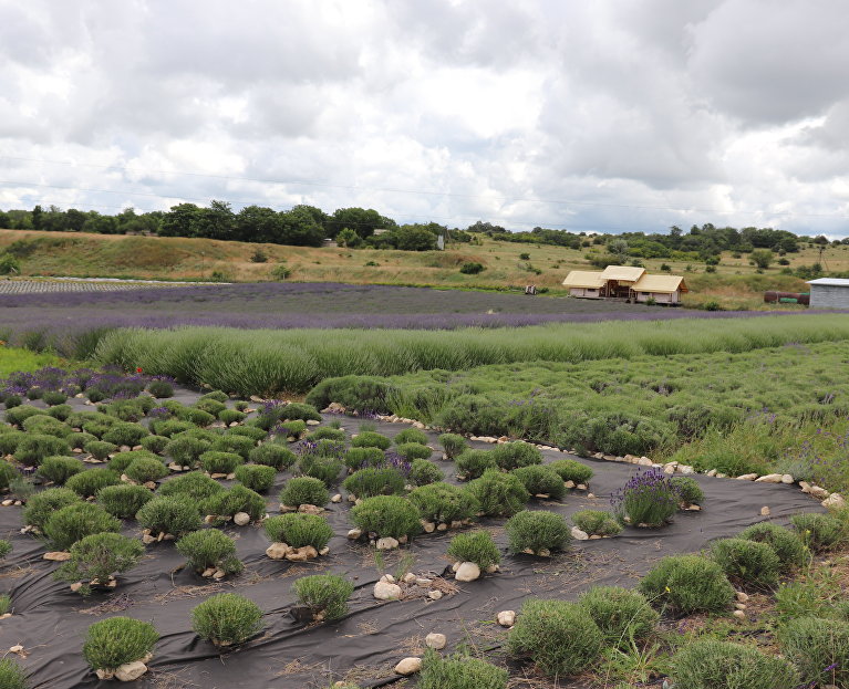 Ферма «Лавандовый замок» в Бахчисарайском районе 