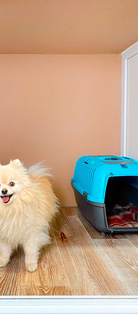 Зоогостиницы в Крыму: где присмотрят за питомцем Зоогостиницы в Крыму: где присмотрят за питомцем