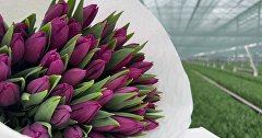 Тюльпаны