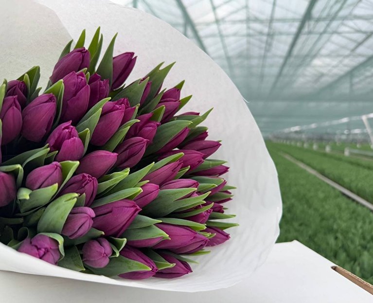 Тюльпаны 