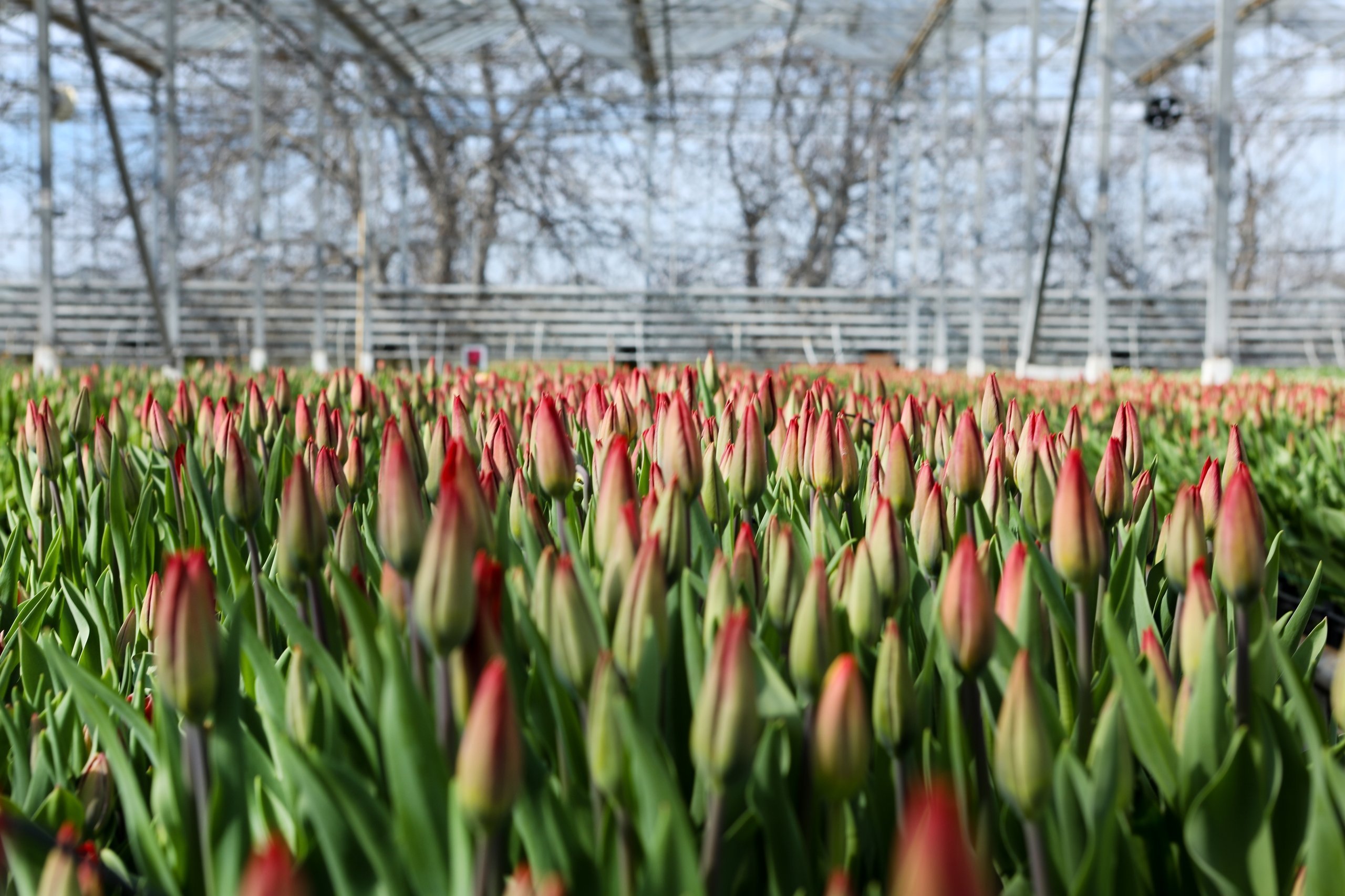 Тюльпаны Тюльпаны