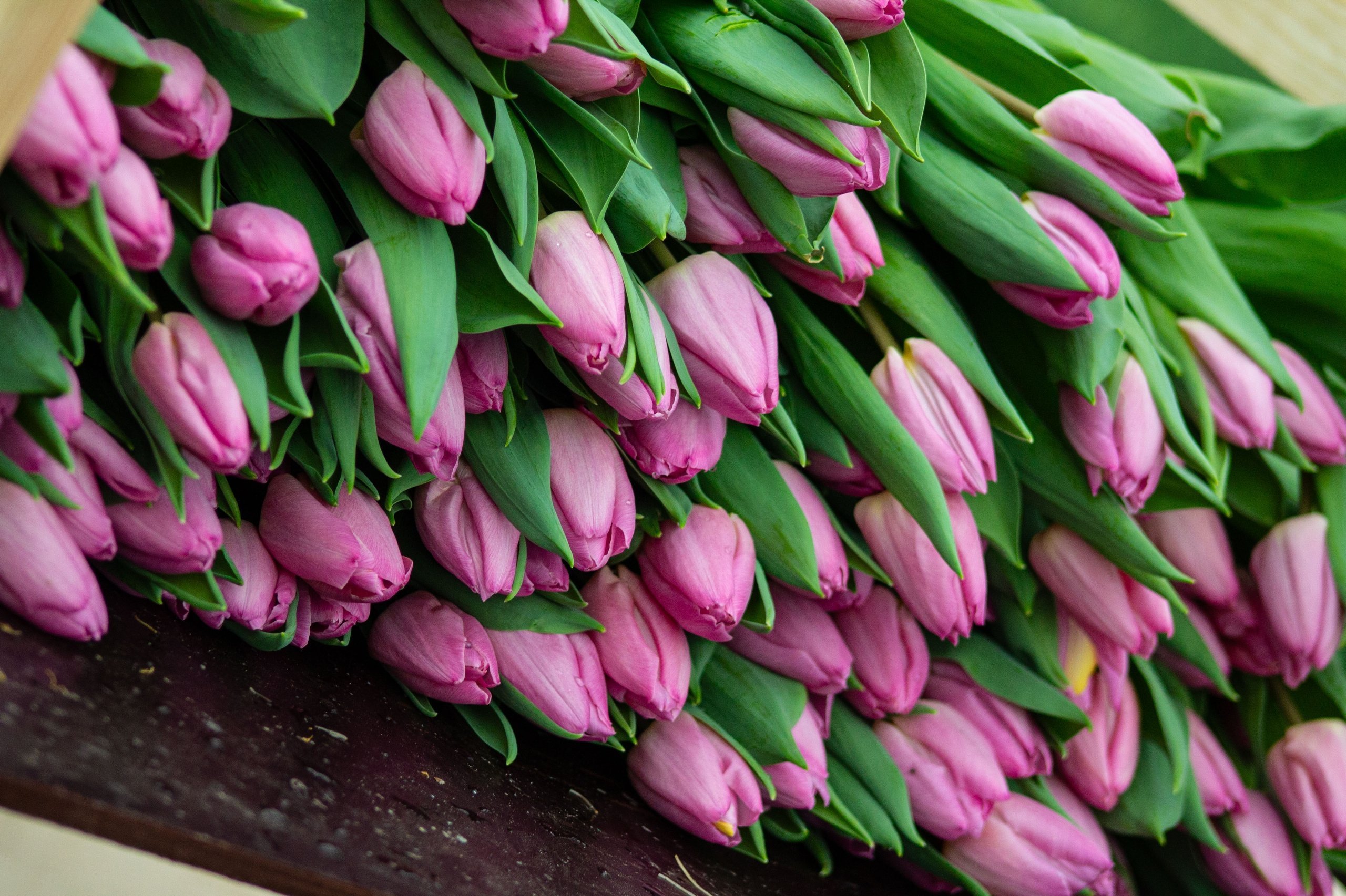 Тюльпаны Тюльпаны