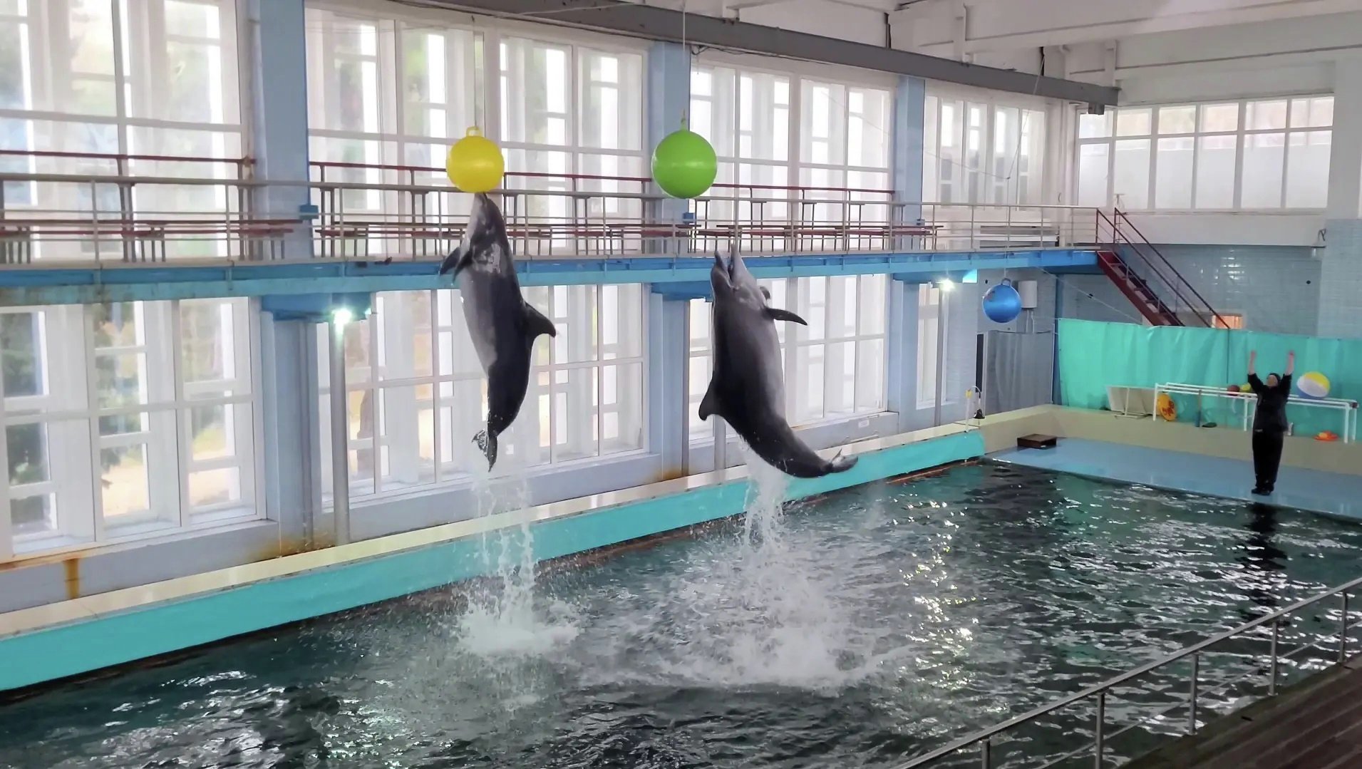 Программа «Люди и дельфины» в Центре изучения и адаптации морских животных научной станции имени Т.И. Вяземского Программа «Люди и дельфины» в Центре изучения и адаптации морских животных научной станции имени Т.И. Вяземского