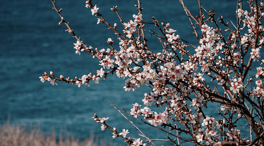 Весна в Крыму