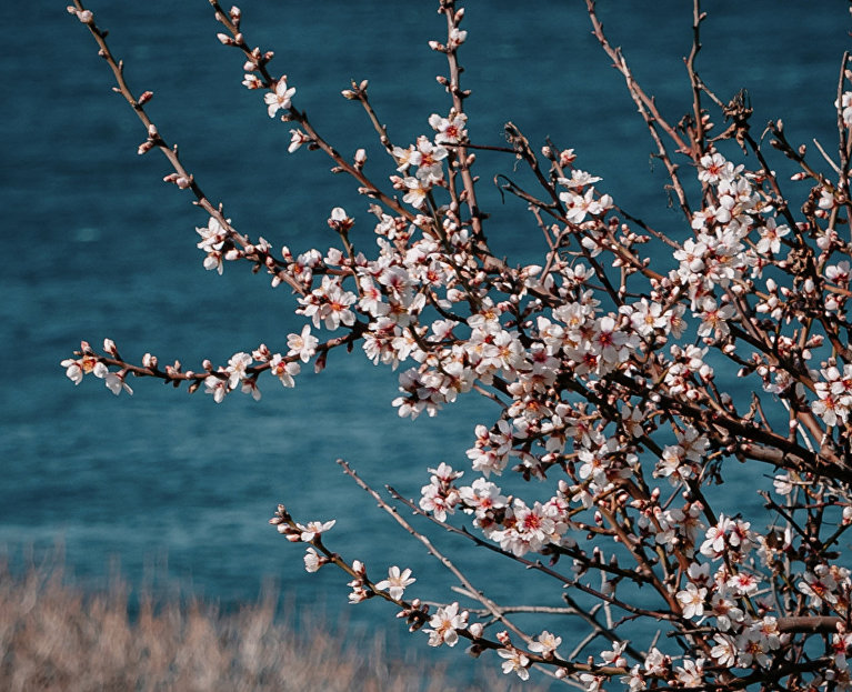 Весна в Крыму