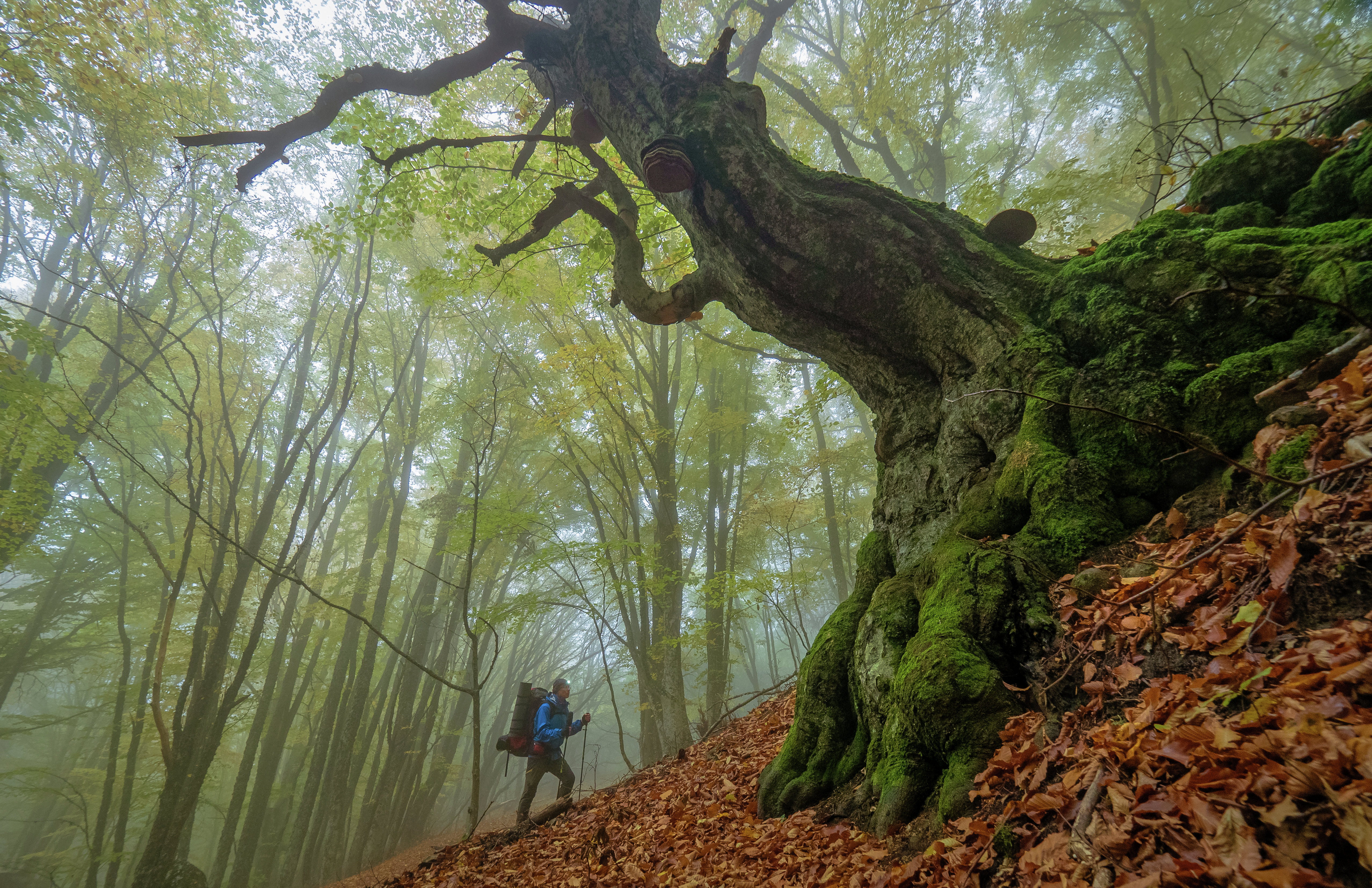 Фотография Владимира Карпухина &amp;laquo;Лесной страж&amp;raquo;