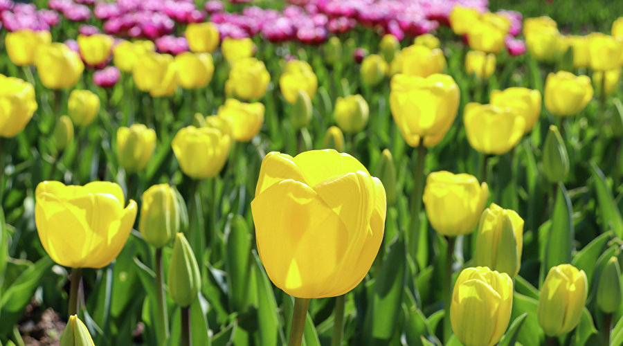 Парад тюльпанов в Никитском ботсаду