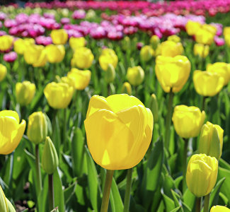 110 тыс. тюльпанов «выйдут» на ежегодный парад в Никитском ботаническом саду